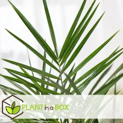 Planten|Bomen-Plant in a Box Tuinpalm - Set van 6 - Phoenix Chamaerops Washingtonia - Hoogte 50-70cm - ⌀15cm