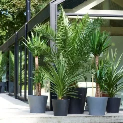 Planten|Bomen-Plant in a Box Tuinpalm - Set van 6 - Phoenix Chamaerops Washingtonia - Hoogte 50-70cm - ⌀15cm