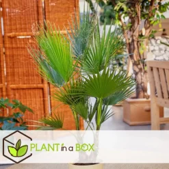 Planten|Bomen-Plant in a Box Tuinpalm - Set van 6 - Phoenix Chamaerops Washingtonia - Hoogte 50-70cm - ⌀15cm