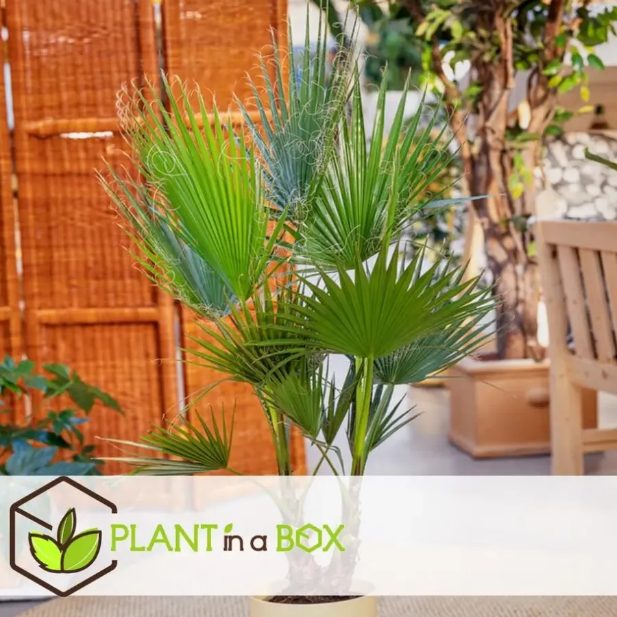 Planten|Bomen-Plant in a Box Tuinpalm - Set van 6 - Phoenix Chamaerops Washingtonia - Hoogte 50-70cm - ⌀15cm