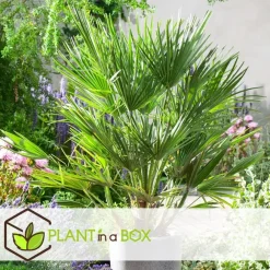 Planten|Bomen-Plant in a Box Tuinpalm - Set van 6 - Phoenix Chamaerops Washingtonia - Hoogte 50-70cm - ⌀15cm
