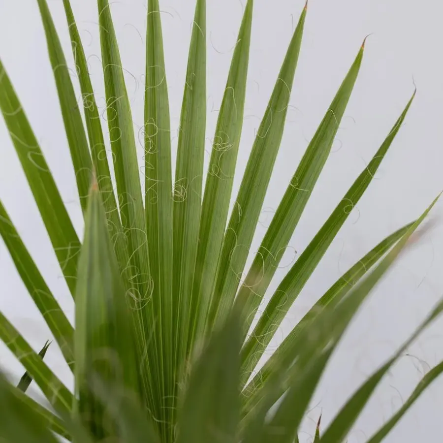 Planten|Bomen-Plant in a Box Tuinpalm - Set van 6 - Phoenix Chamaerops Washingtonia - Hoogte 50-70cm - ⌀15cm