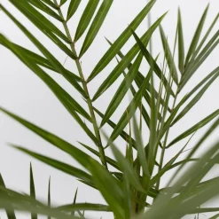 Planten|Bomen-Plant in a Box Tuinpalm - Set van 6 - Phoenix Chamaerops Washingtonia - Hoogte 50-70cm - ⌀15cm