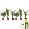 Planten|Bomen-Plant in a Box Tuinpalmen met plantenvoeding - Set van 6 - Hoogte 50-70cm - ⌀15cm