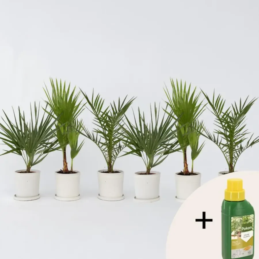 Planten|Bomen-Plant in a Box Tuinpalmen met plantenvoeding - Set van 6 - Hoogte 50-70cm - ⌀15cm