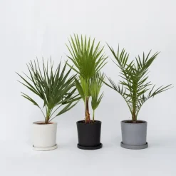 Planten|Bomen-Plant in a Box Tuinpalmen met plantenvoeding - Set van 6 - Hoogte 50-70cm - ⌀15cm
