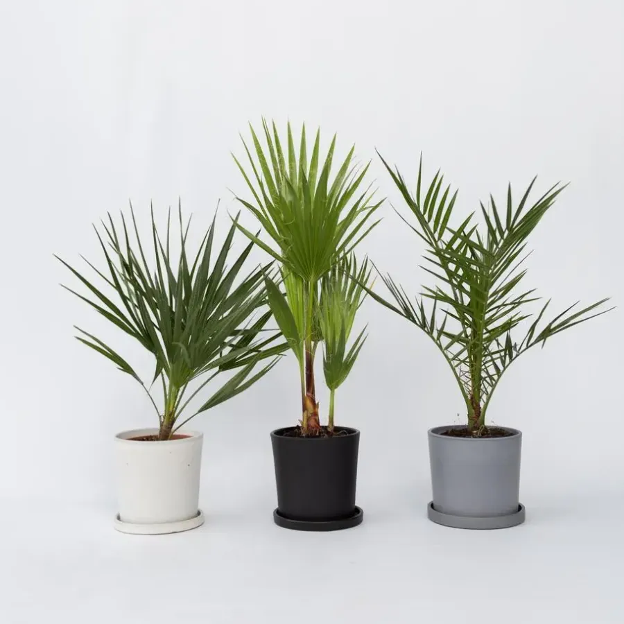Planten|Bomen-Plant in a Box Tuinpalmen met plantenvoeding - Set van 6 - Hoogte 50-70cm - ⌀15cm