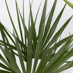 Planten|Bomen-Plant in a Box Tuinpalmen met plantenvoeding - Set van 6 - Hoogte 50-70cm - ⌀15cm