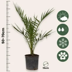 Planten|Bomen-Plant in a Box Tuinpalmen met plantenvoeding - Set van 6 - Hoogte 50-70cm - ⌀15cm