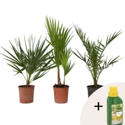 Planten|Bomen-Plant in a Box Tuinpalmen met plantenvoeding - Set van 3 - Hoogte 50-70cm - ⌀15cm