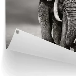 Reinders Tuinposter Wandelende olifant - 80 x 60cm - Zwart