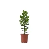 Kamerplanten-Plant in a Box Varkensboom - Clusia rosea 'Princess' - Hoogte 50-60cm - ⌀17cm