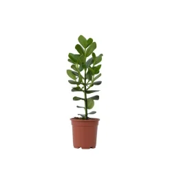 Kamerplanten-Plant in a Box Varkensboom - Clusia rosea 'Princess' - Hoogte 50-60cm - ⌀17cm