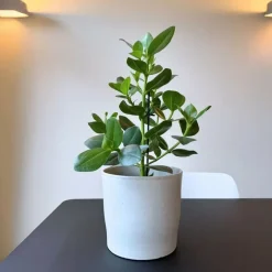 Kamerplanten-Plant in a Box Varkensboom - Clusia rosea 'Princess' - Hoogte 50-60cm - ⌀17cm