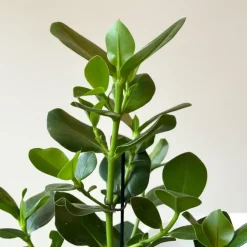 Kamerplanten-Plant in a Box Varkensboom - Clusia rosea 'Princess' - Hoogte 50-60cm - ⌀17cm