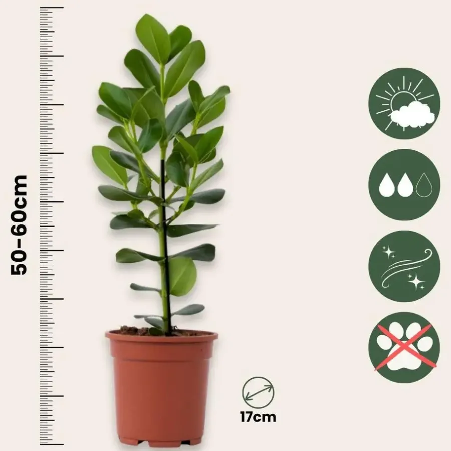 Kamerplanten-Plant in a Box Varkensboom - Clusia rosea 'Princess' - Hoogte 50-60cm - ⌀17cm