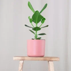 Kamerplanten-Plant in a Box Varkensboom - Clusia rosea 'Princess' - Hoogte 50-60cm - ⌀17cm