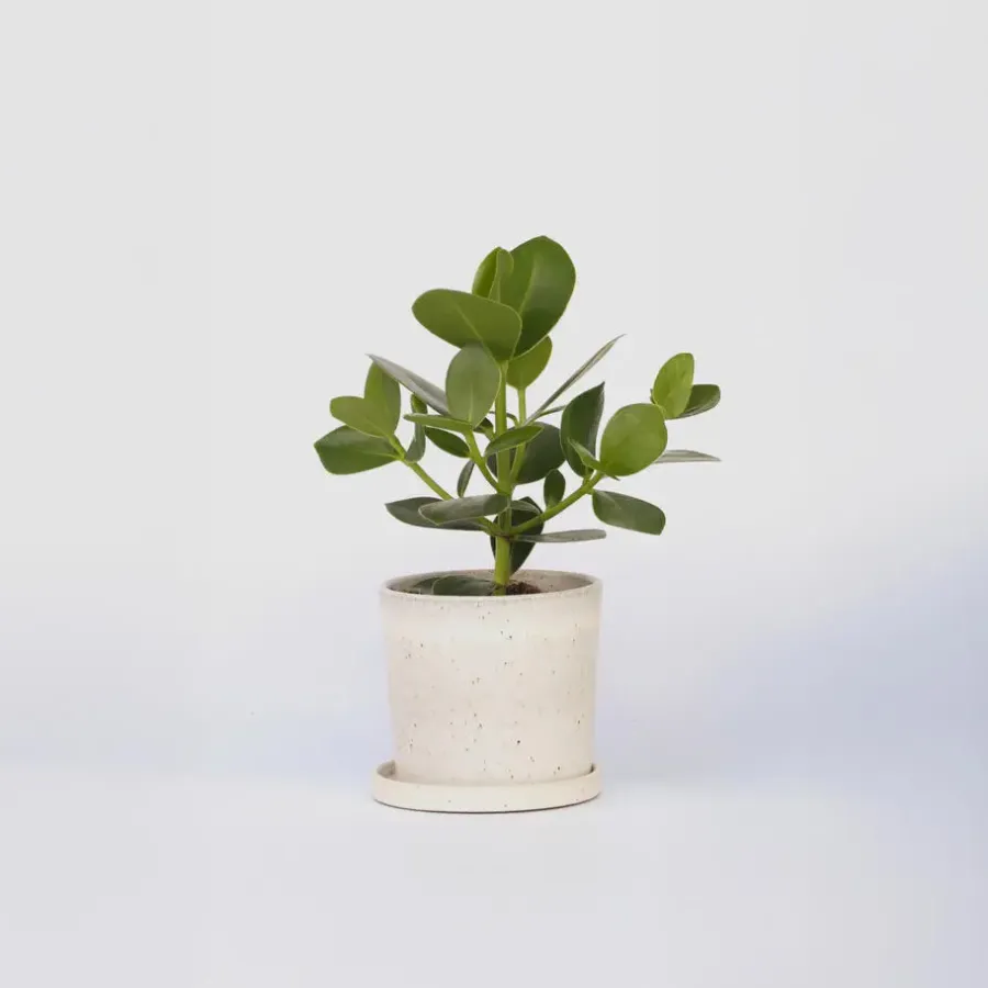 Plant in a Box Varkensboom - Clusia rosea 'Princess' - Hoogte 25-35cm - ⌀12cm