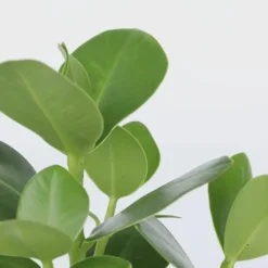 Plant in a Box Varkensboom - Clusia rosea 'Princess' - Hoogte 25-35cm - ⌀12cm