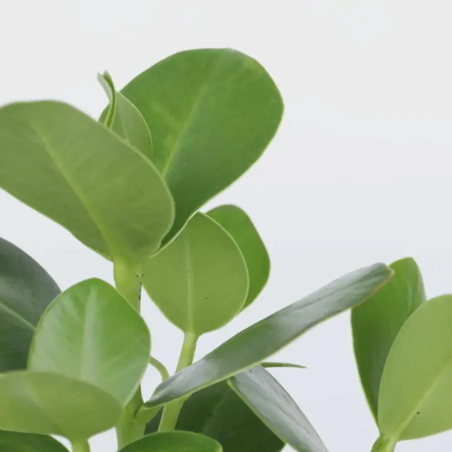 Plant in a Box Varkensboom - Clusia rosea 'Princess' - Hoogte 25-35cm - ⌀12cm