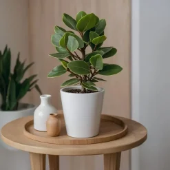 Plant in a Box Varkensboom - Clusia rosea 'Princess' - Hoogte 25-35cm - ⌀12cm