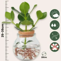 Plant in a Box Varkensboom - Clusia rosea 'Princess' - Hoogte 25-35cm - ⌀20cm