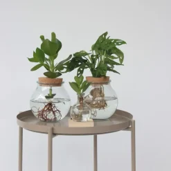 Plant in a Box Varkensboom in glas met verlichting - Clusia rosea - Hoogte 15-20cm - ⌀8cm