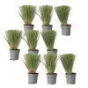 Plant in a Box Vedergras - Set van 9 - Stipa tenuifolia 'Pony Tails' - Hoogte 20-30cm - ⌀9cm