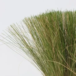 Plant in a Box Vedergras - Set van 9 - Stipa tenuifolia 'Pony Tails' - Hoogte 20-30cm - ⌀9cm