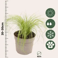Plant in a Box Vedergras - Set van 9 - Stipa tenuifolia 'Pony Tails' - Hoogte 20-30cm - ⌀9cm