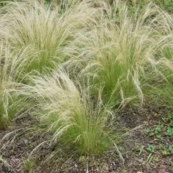 Plant in a Box Vedergras - Set van 9 - Stipa tenuifolia 'Pony Tails' - Hoogte 20-30cm - ⌀9cm