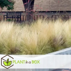 Plant in a Box Vedergras - Set van 9 - Stipa tenuifolia 'Pony Tails' - Hoogte 20-30cm - ⌀9cm
