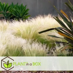 Plant in a Box Vedergras - Set van 9 - Stipa tenuifolia 'Pony Tails' - Hoogte 20-30cm - ⌀9cm