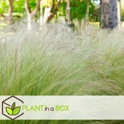 Plant in a Box Vedergras - Set van 9 - Stipa tenuifolia 'Pony Tails' - Hoogte 20-30cm - ⌀9cm