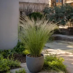 Plant in a Box Vedergras - Set van 18 - Stipa tenuifolia 'Pony Tails' - Hoogte 20-30cm - ⌀9cm