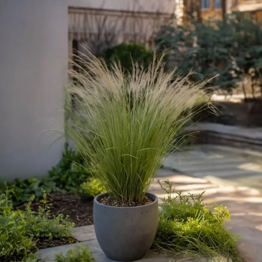Plant in a Box Vedergras - Set van 18 - Stipa tenuifolia 'Pony Tails' - Hoogte 20-30cm - ⌀9cm