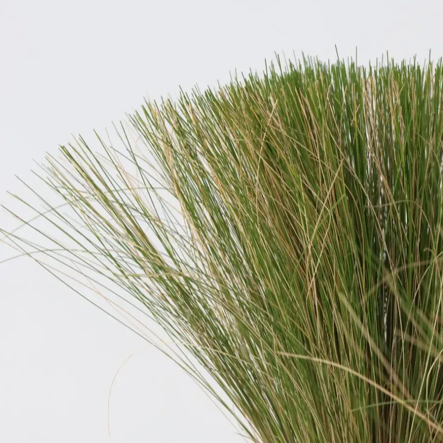Plant in a Box Vedergras - Set van 18 - Stipa tenuifolia 'Pony Tails' - Hoogte 20-30cm - ⌀9cm