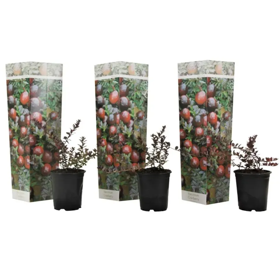 Plant in a Box Veenbes - Set van 3 - Vaccinium macrocarpon 'Cranberry' - Hoogte 10-20cm - ⌀9cm