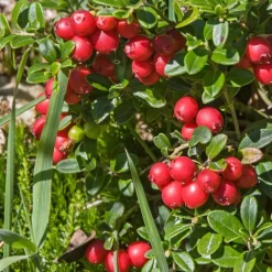 Plant in a Box Veenbes - Set van 3 - Vaccinium macrocarpon 'Cranberry' - Hoogte 10-20cm - ⌀9cm