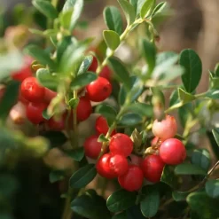Plant in a Box Veenbes - Set van 3 - Vaccinium macrocarpon 'Cranberry' - Hoogte 10-20cm - ⌀9cm