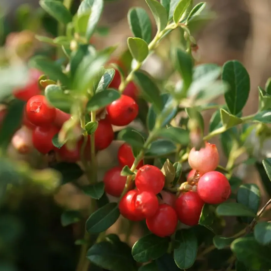 Plant in a Box Veenbes - Set van 3 - Vaccinium macrocarpon 'Cranberry' - Hoogte 10-20cm - ⌀9cm