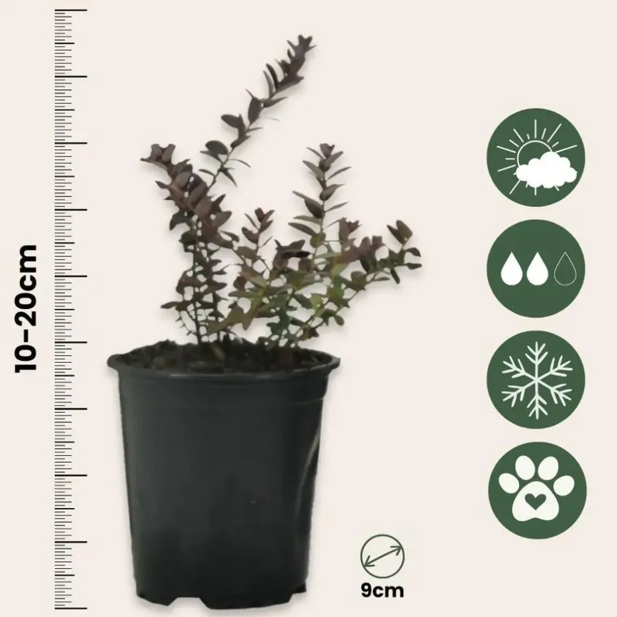 Plant in a Box Veenbes - Set van 3 - Vaccinium macrocarpon 'Cranberry' - Hoogte 10-20cm - ⌀9cm