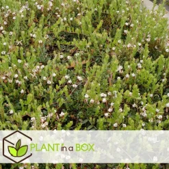 Plant in a Box Veenbes - Set van 3 - Vaccinium macrocarpon 'Cranberry' - Hoogte 10-20cm - ⌀9cm