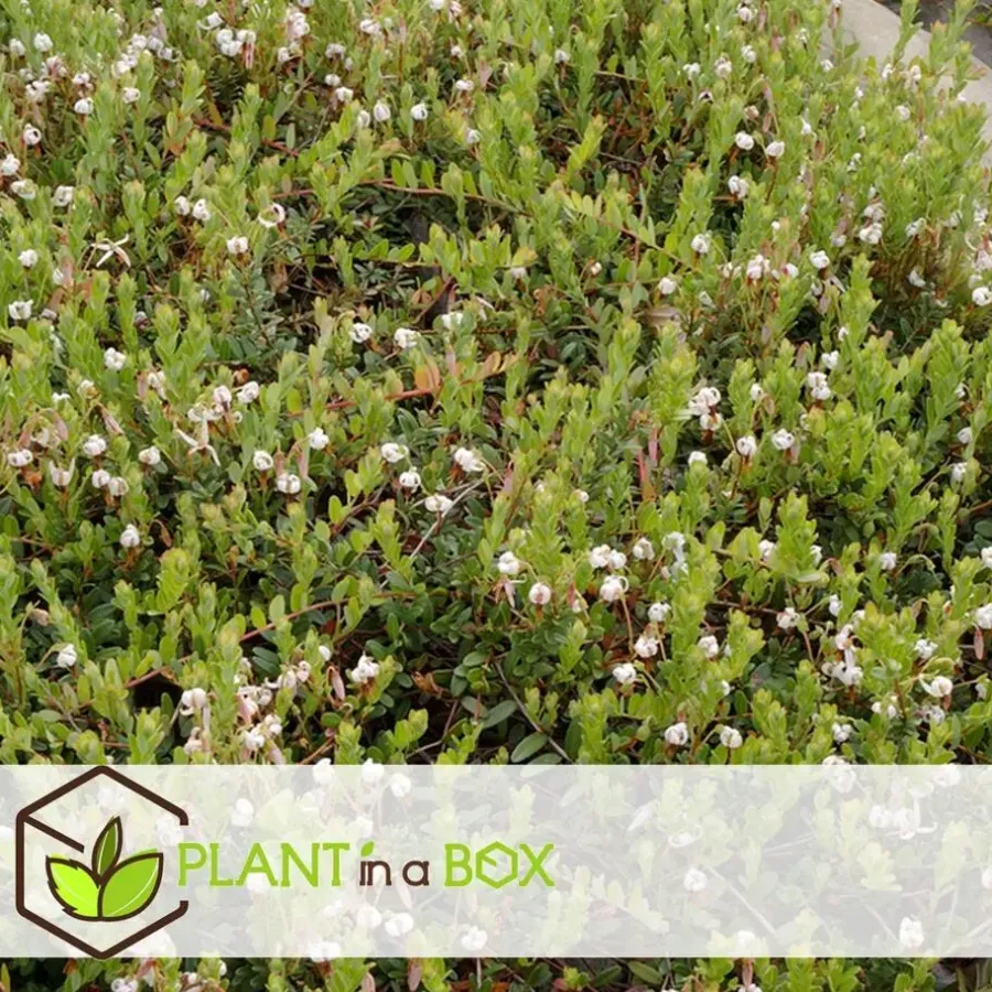 Plant in a Box Veenbes - Set van 3 - Vaccinium macrocarpon 'Cranberry' - Hoogte 10-20cm - ⌀9cm