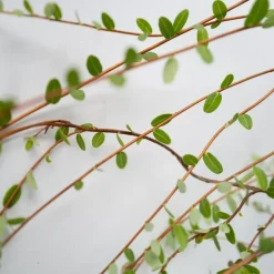 Plant in a Box Veenbes - Set van 3 - Vaccinium macrocarpon 'Cranberry' - Hoogte 10-20cm - ⌀9cm