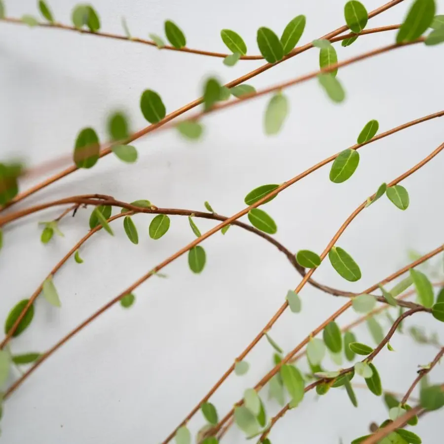 Plant in a Box Veenbes - Set van 3 - Vaccinium macrocarpon 'Cranberry' - Hoogte 10-20cm - ⌀9cm