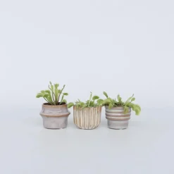 Kamerplanten-Plant in a Box Venus vliegenvanger - Set van 3 - Dionaea muscipula - Hoogte 5-15cm - ⌀5,5cm