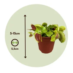 Kamerplanten-Plant in a Box Venus vliegenvanger - Set van 3 - Dionaea muscipula - Hoogte 5-15cm - ⌀5,5cm