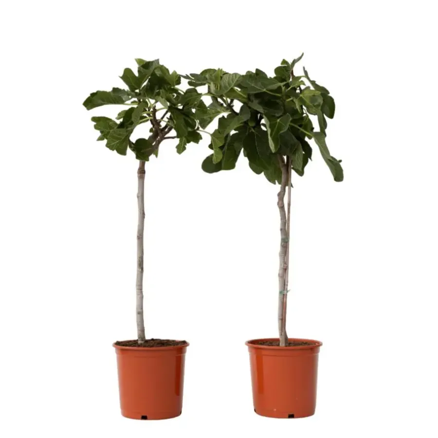 Planten|Bomen-Plant in a Box Vijgenboom - Set van 2 - Ficus Carica - Hoogte 70-90cm - ⌀21cm