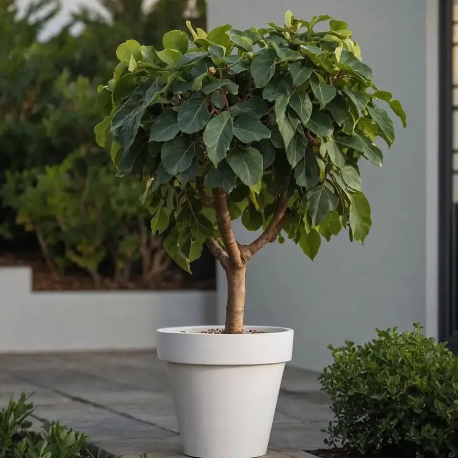 Planten|Bomen-Plant in a Box Vijgenboom - Set van 2 - Ficus Carica - Hoogte 70-90cm - ⌀21cm